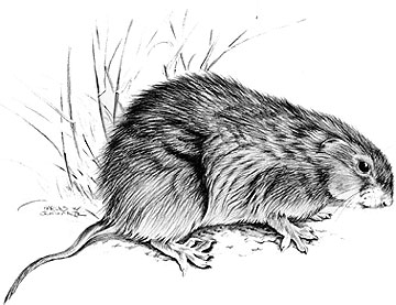 meadow vole drawing