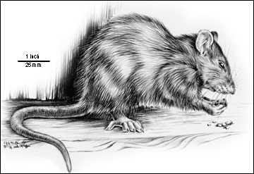 Norway rat.