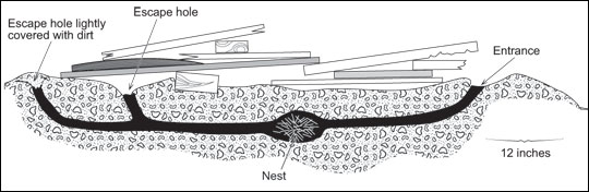 Norway rat burrow system.