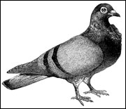 Pigeon