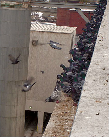 large group of Pigeons on a building ledge