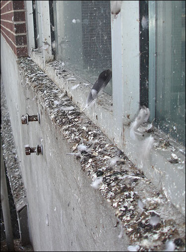 Pigeon droppings on a window sill