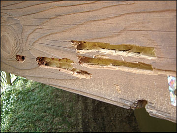 Woodpeckers may damage wood siding