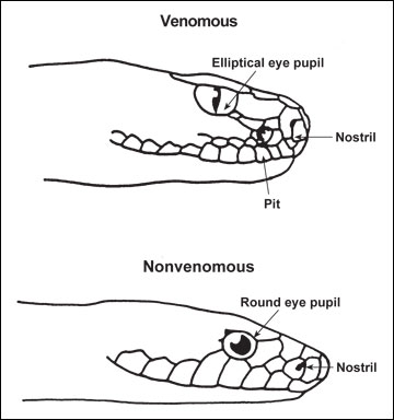 Identifying a poisonous snake by its pupils