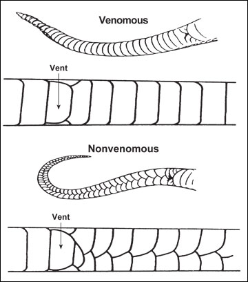 Identifying a poisonous snake by its tail