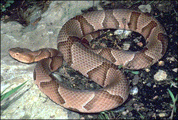 Copperhead