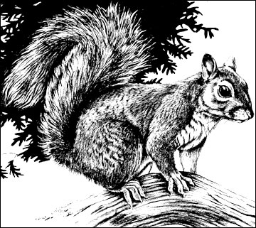 Tree Squirrels: Managing Habitat and Controlling Damage | MU Extension