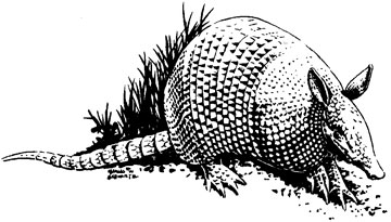 Armadillos in Missouri: Techniques to Prevent and Control Damage