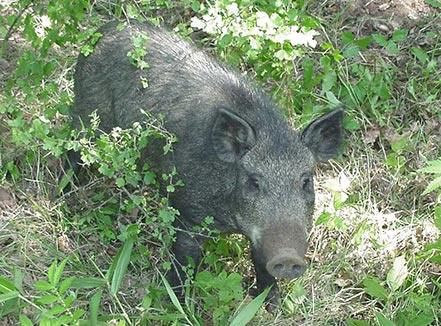 Gray adult feral hog standing in vegetation.