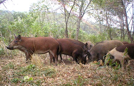 Group of feral hogs of various shades, including red, gray, brown, and spotted.