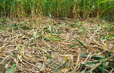 A corn field with a large central area of knocked over corn stalks.