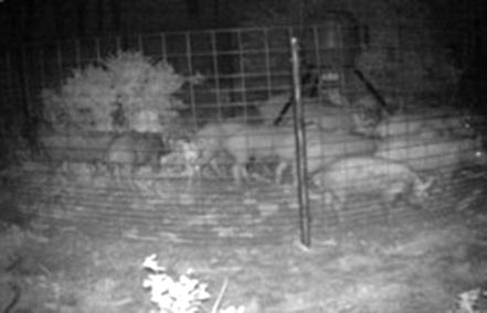 Sprung feral hog drop trap full of a large group of feral hogs at night.