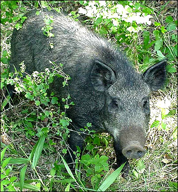 Feral hog