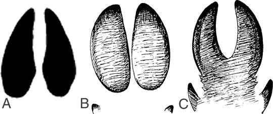 Feral hogs tracks