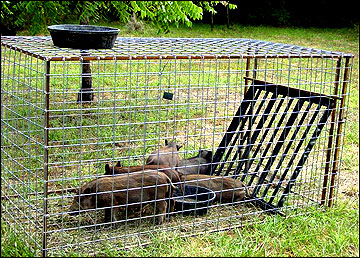 Trapped feral hogs