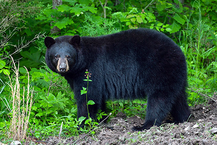 A black bear standing next to the woodland edge.