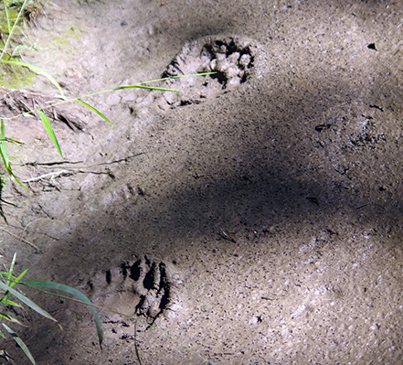 Black bear tracks in a wet area.