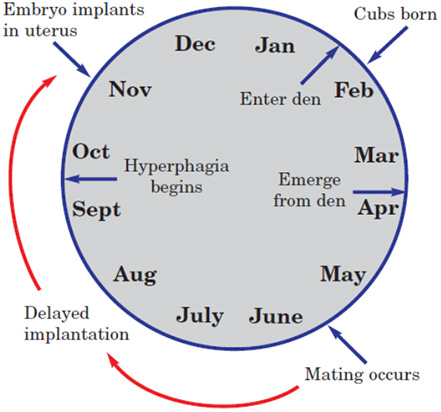A schematic depicting the timing of black bear reproductive behavior during the year.