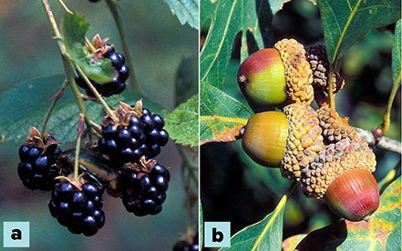 Blackberries on a bush, and acorns on an oak tree.
