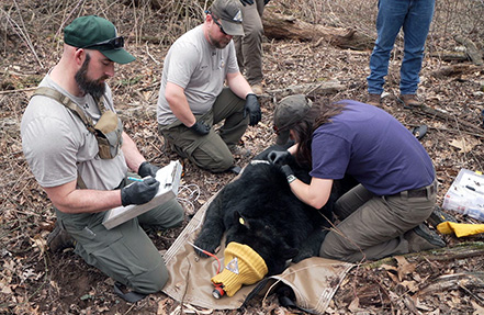 Three people kneeling next to a captured black bear.