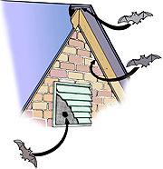 Bats can enter an attic through small openings