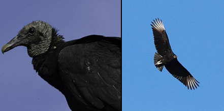 Black vultures have become a big headache for Missouri livestock