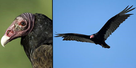 turkey vultures