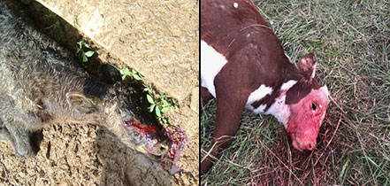 Black vultures have become a big headache for Missouri livestock producers