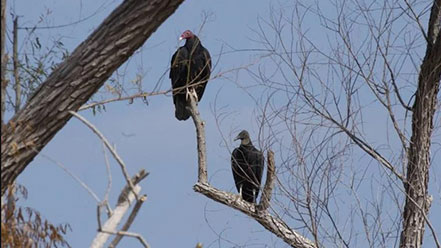 black vultures