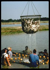 Net fishing.