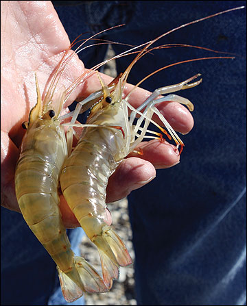 freshwater shrimp farming