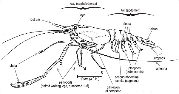 External anatomy of a freshwater prawn