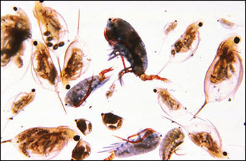 Zooplankton are an important food source for prawns