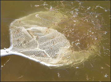 Juvenile prawns can be stocked in fertilized ponds