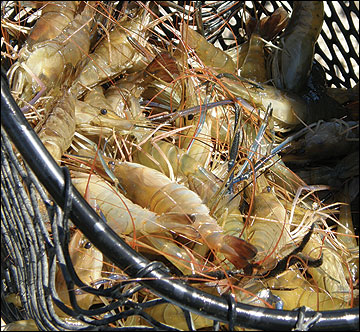 Prawns can be harvested by seining or netting