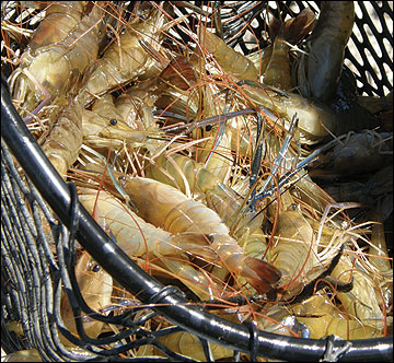 Mississippi Grass Shrimp  Missouri Department of Conservation