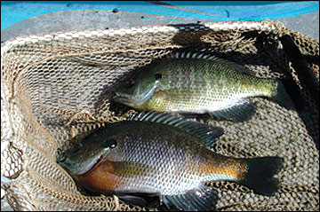 Large male bluegill and sunfish hybrid