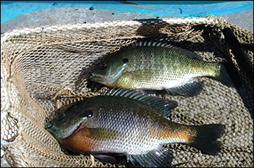 bluegill hatchlings