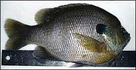 Bluegill Spawn Offers Nonstop Action - Conservation Federation of