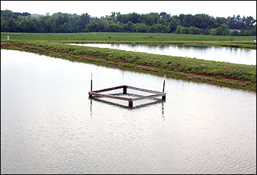 Typical pond layout