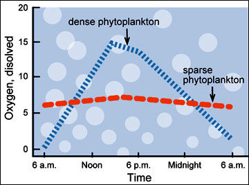 This graph depicts the diurnal oxygen cycle in a normal pond