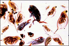 The pond has a good population of various sizes of plankton