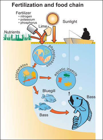 Food chain in a pond