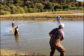 Harvesting bluegill