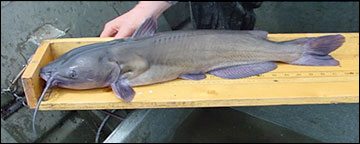 Channel catfish