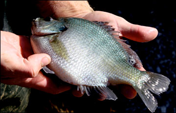 Hybrid sunfish