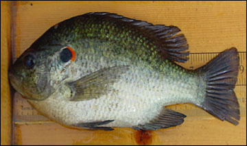 Fathead Minnows in New Ponds  Missouri Department of Conservation