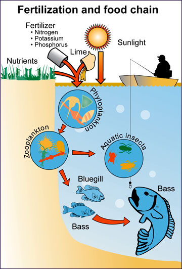 Pond Food Chain