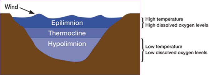 Thermal layers of a pond