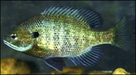 Bluegill